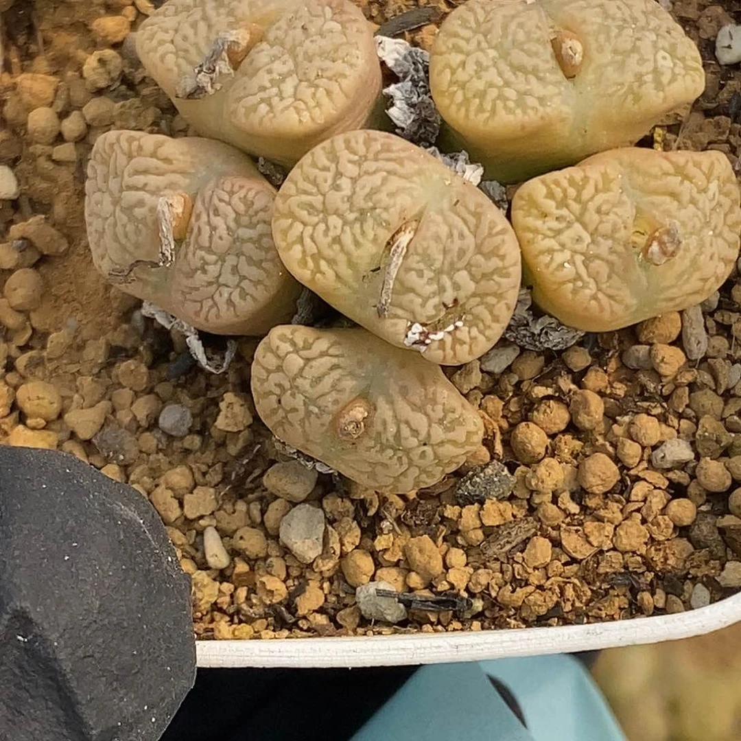 桃喜花园0309-23勋章