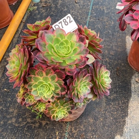 万黄多肉植物法师不包损