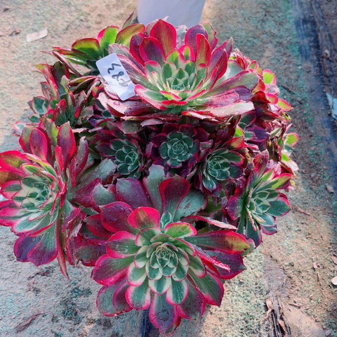 483粉体海王法师多肉植物