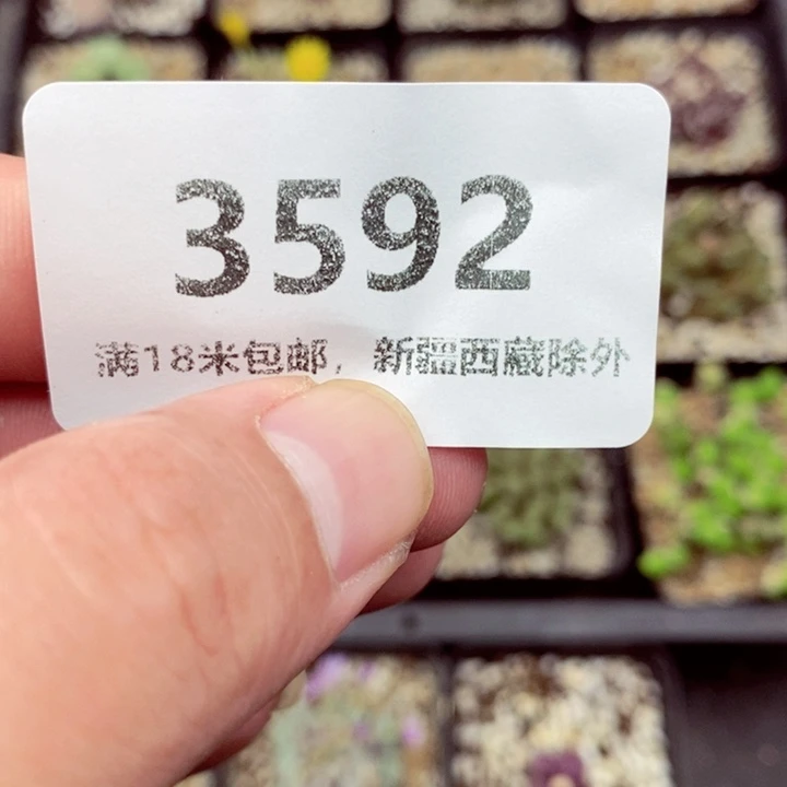 k***子3592。