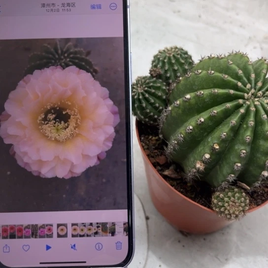 露露新品白露8公分左右