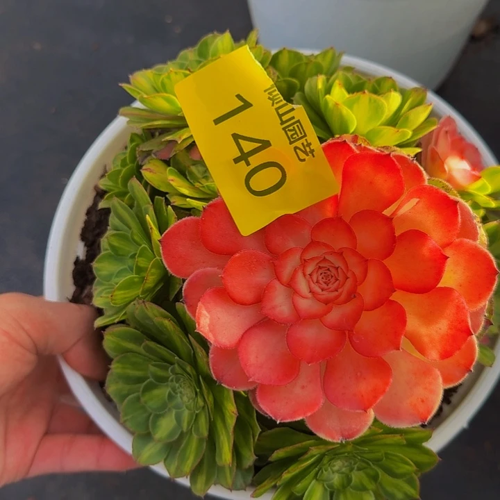 140号多肉植物知否