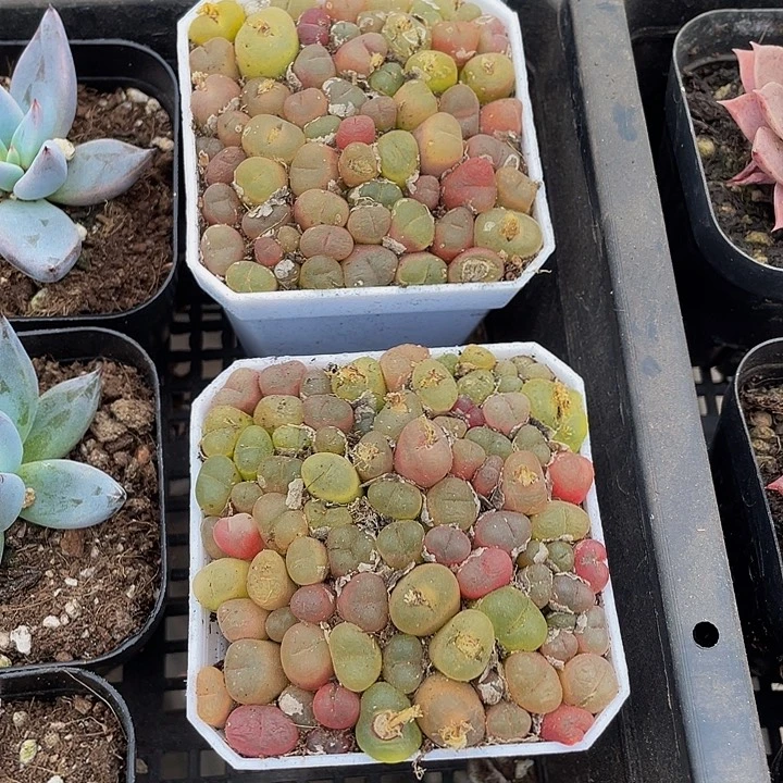 7方满盆毛汗泥带盆土发