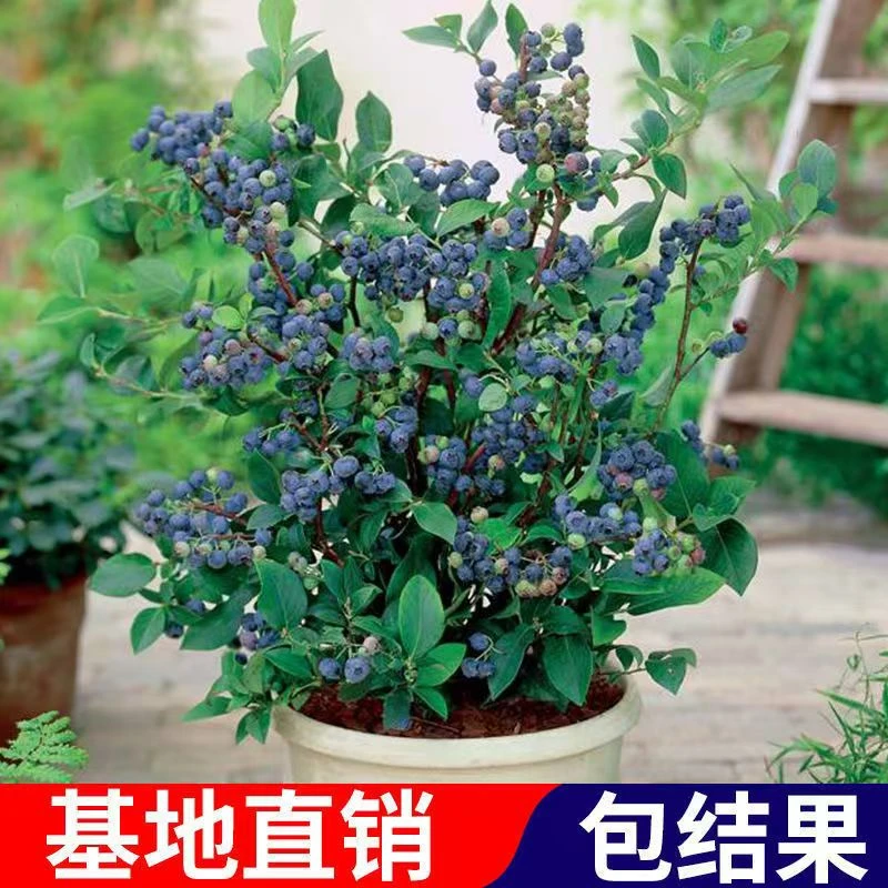 蓝莓盆栽果苗带果发货适合阳台庭院种植四季可盆栽地栽