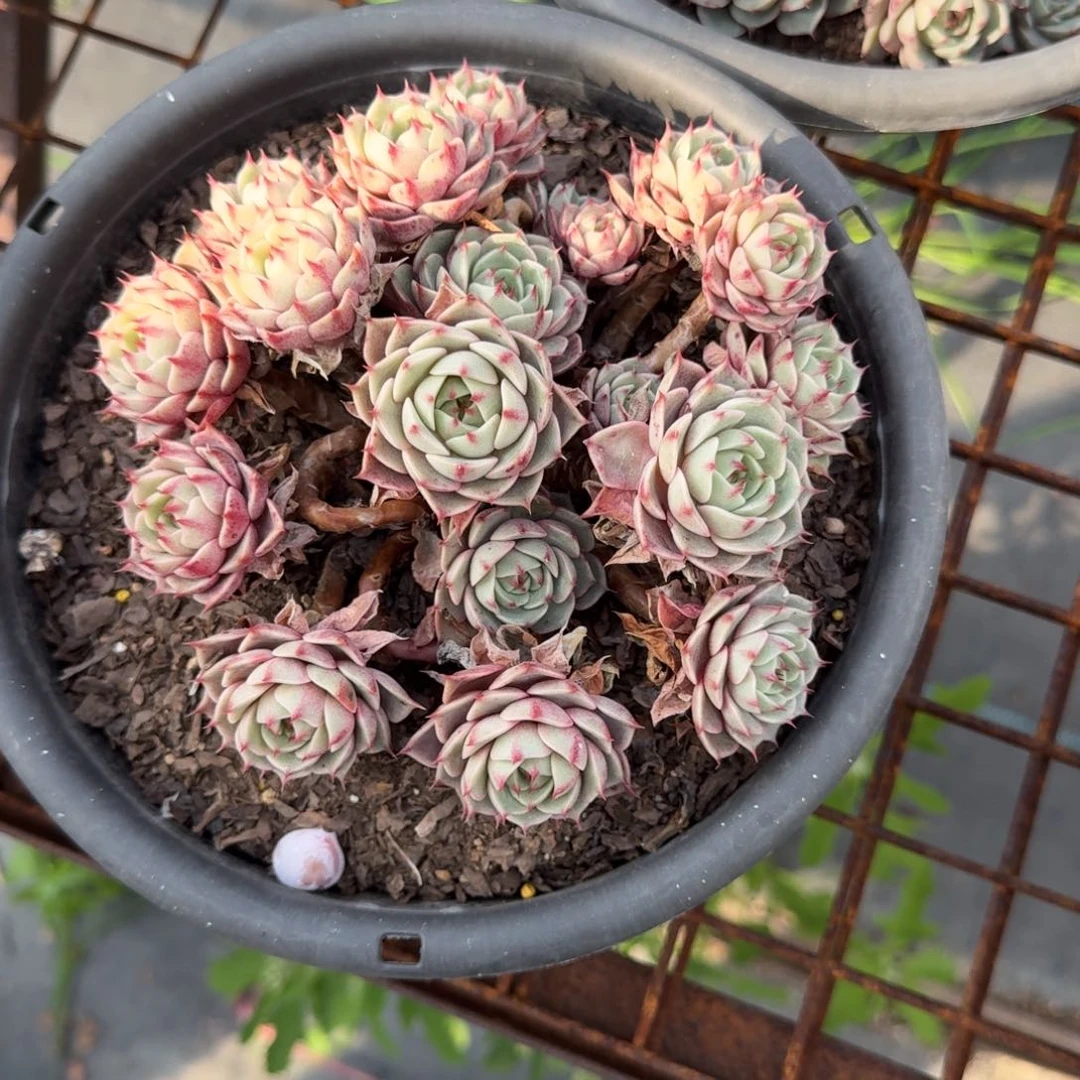 本吧蒂斯多肉植物