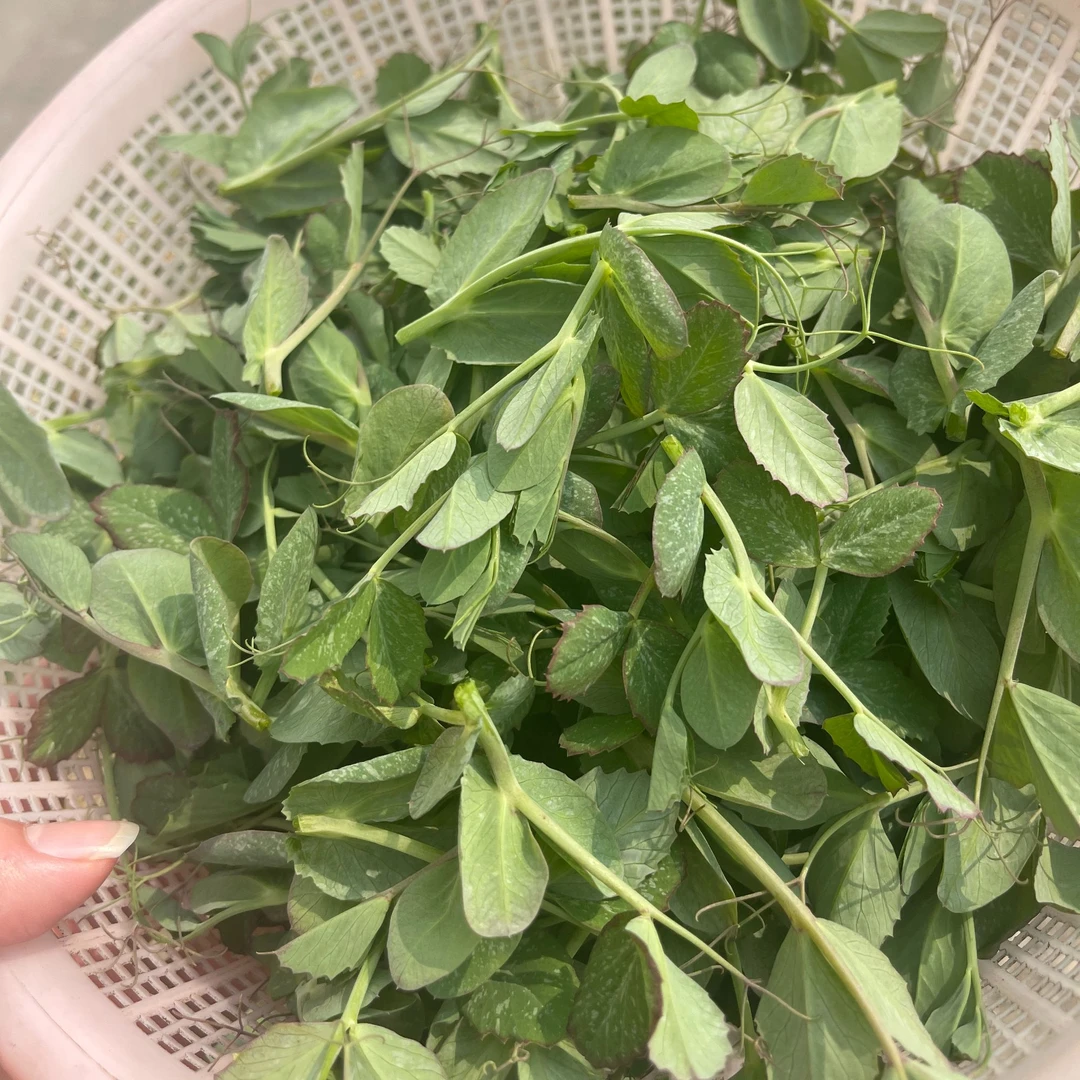 苏北露天豌豆尖 新鲜时令蔬菜