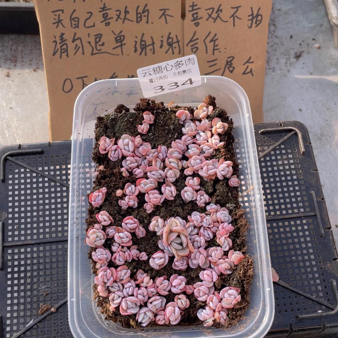 云糖心多肉植物334
