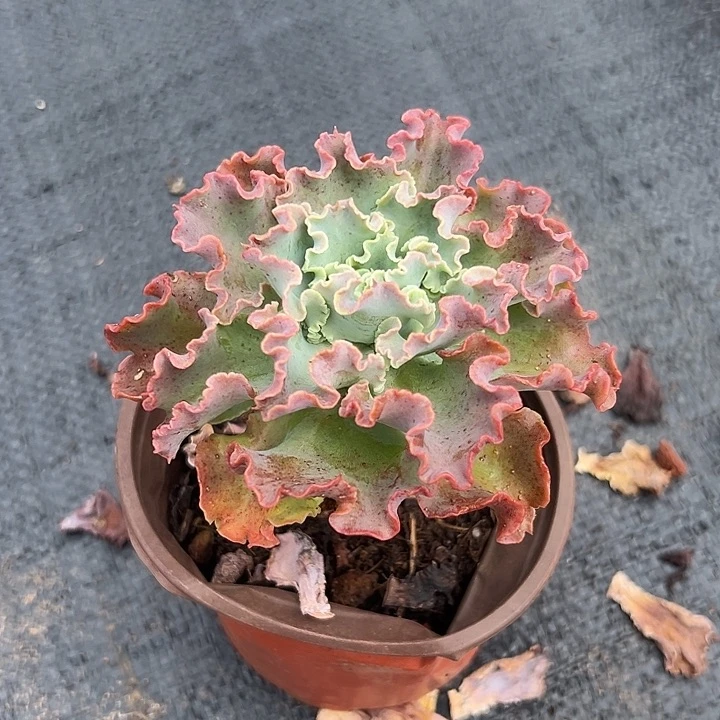 蓝狐。
