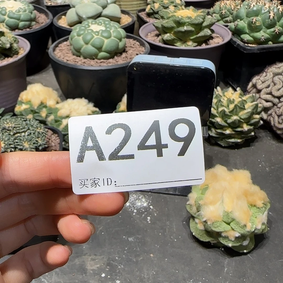 h***g实生仙人球特价一颗