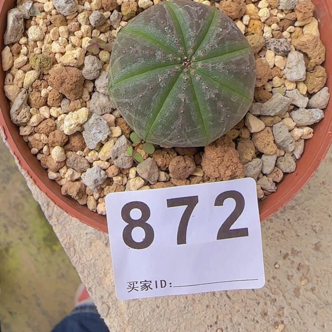 【闪购商品】Y****定块根植物