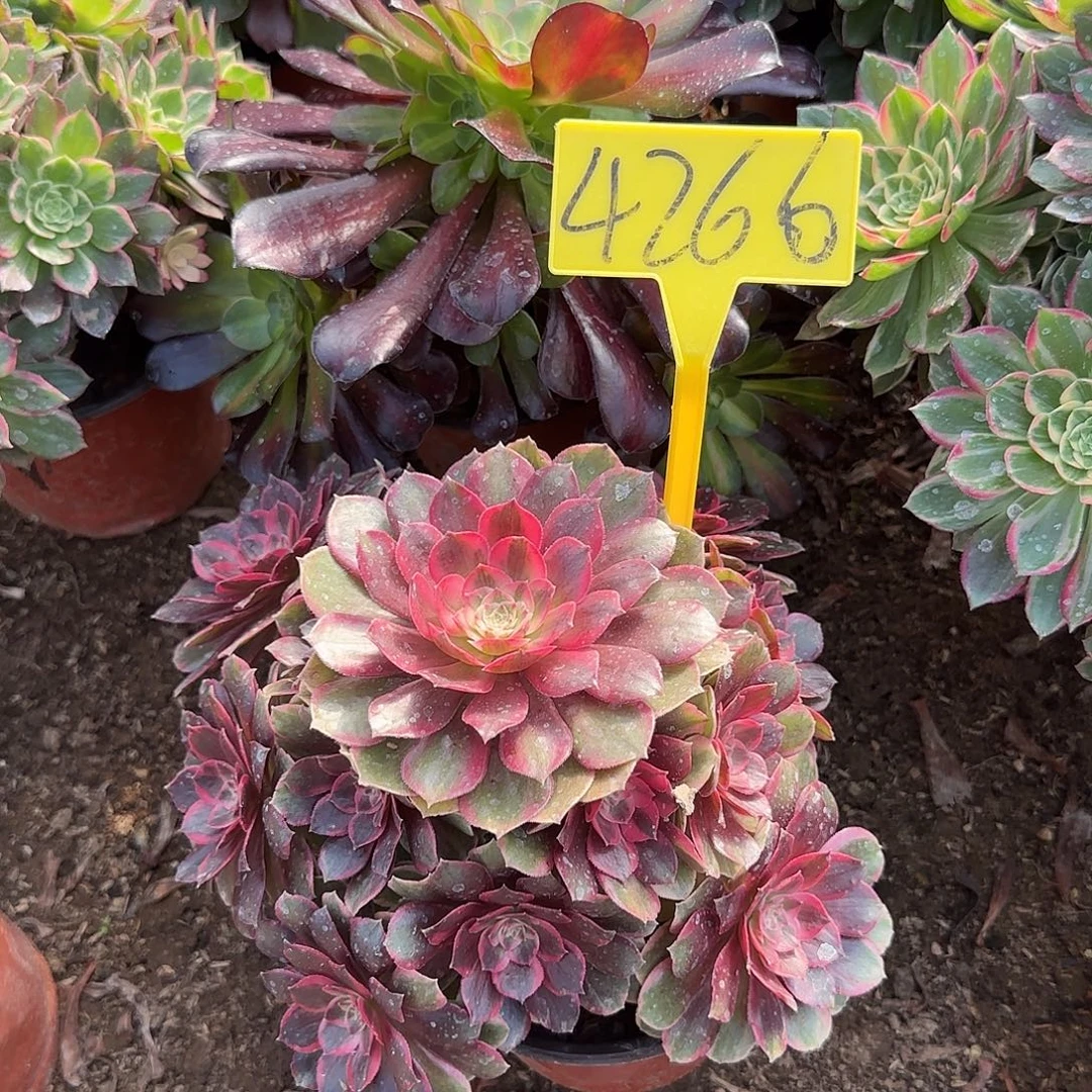 4266---克拉恋人多头多肉