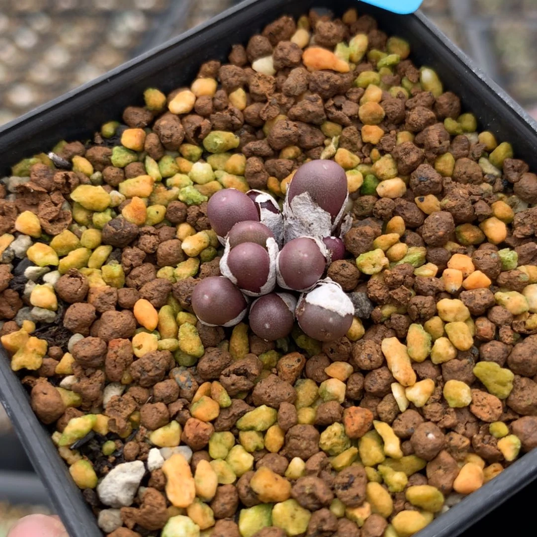 ?***条d141紫葡萄母本一颗