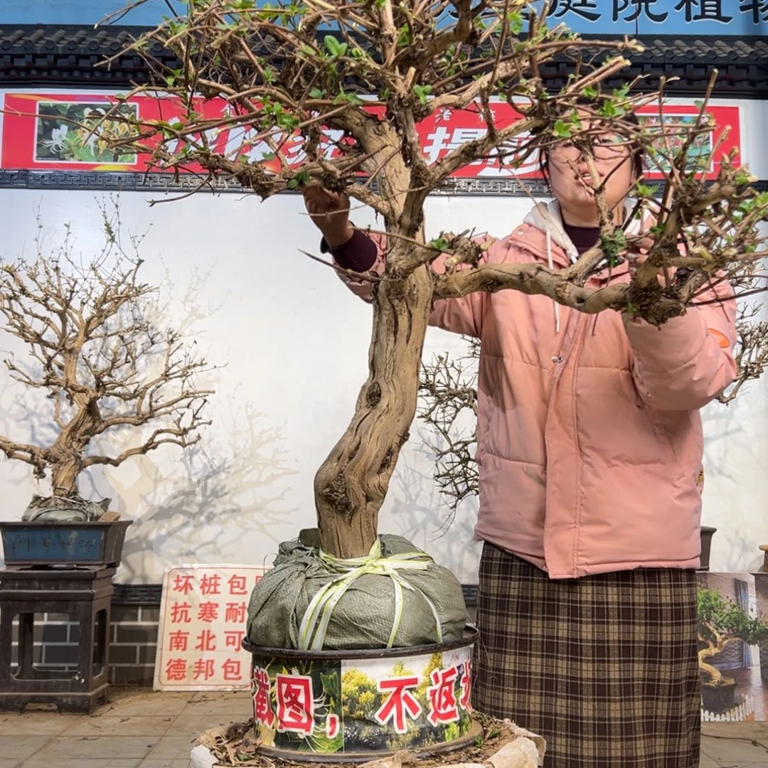 无花朵金银花88888
