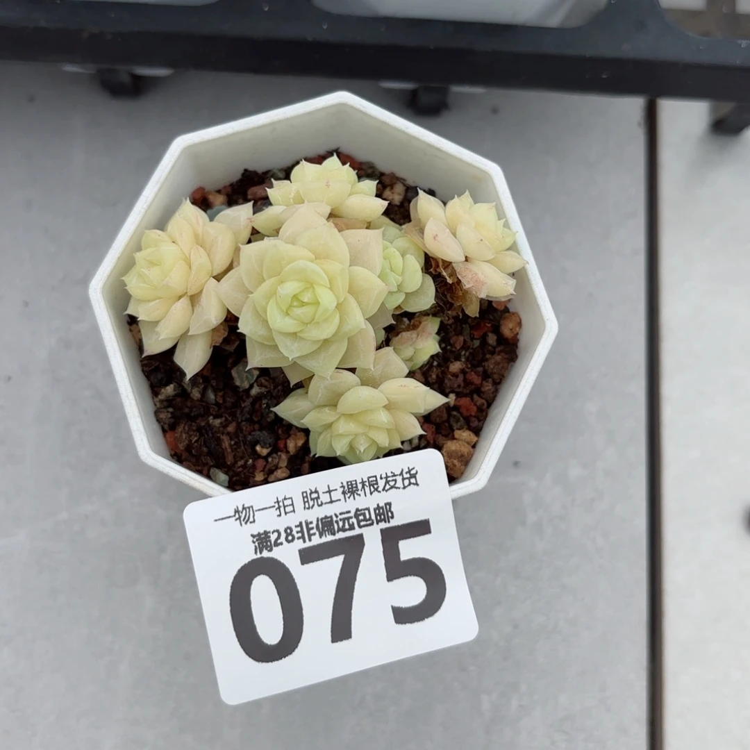 白天鹅麦秆无盆土发货