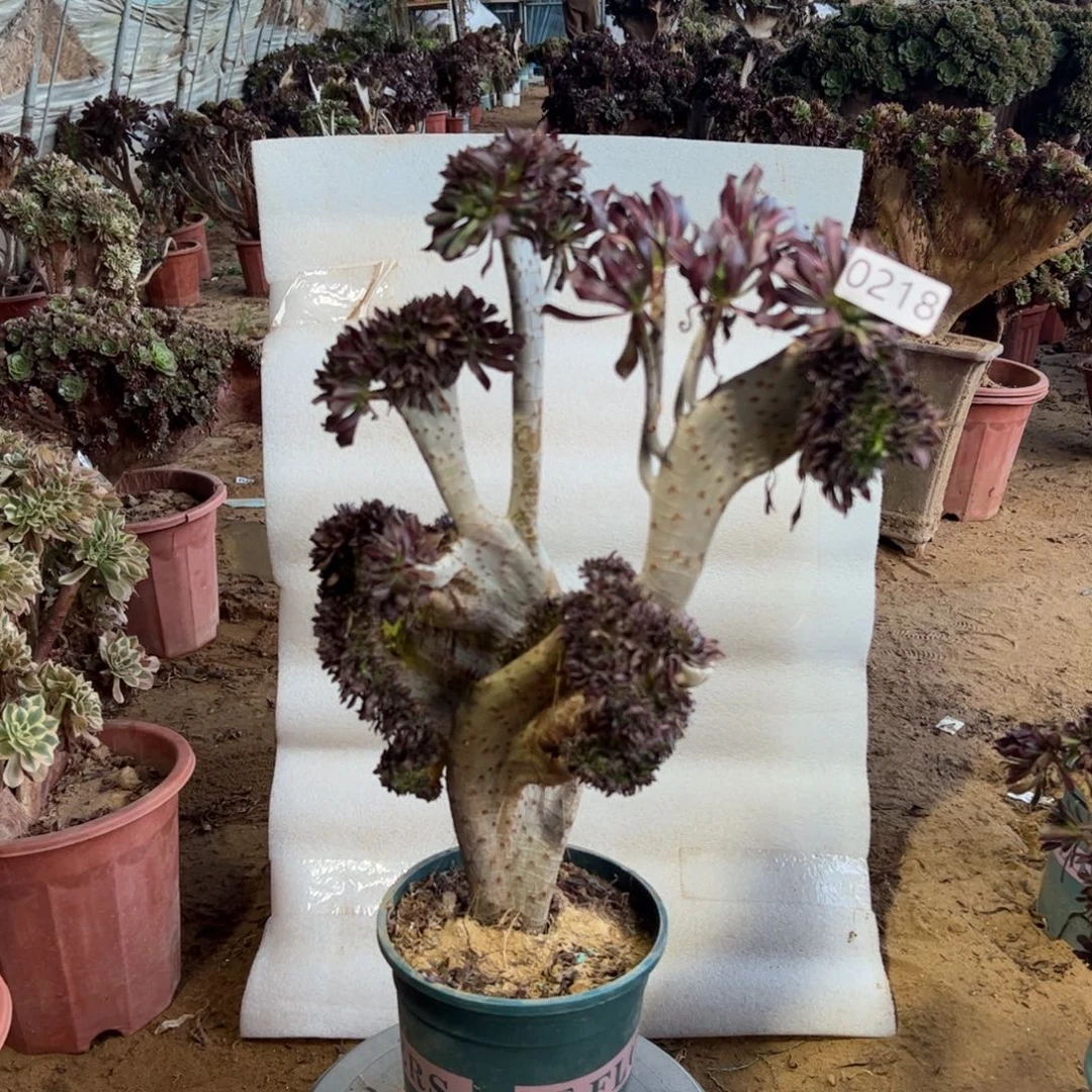 黑缀妖翅膀218有伤高度43