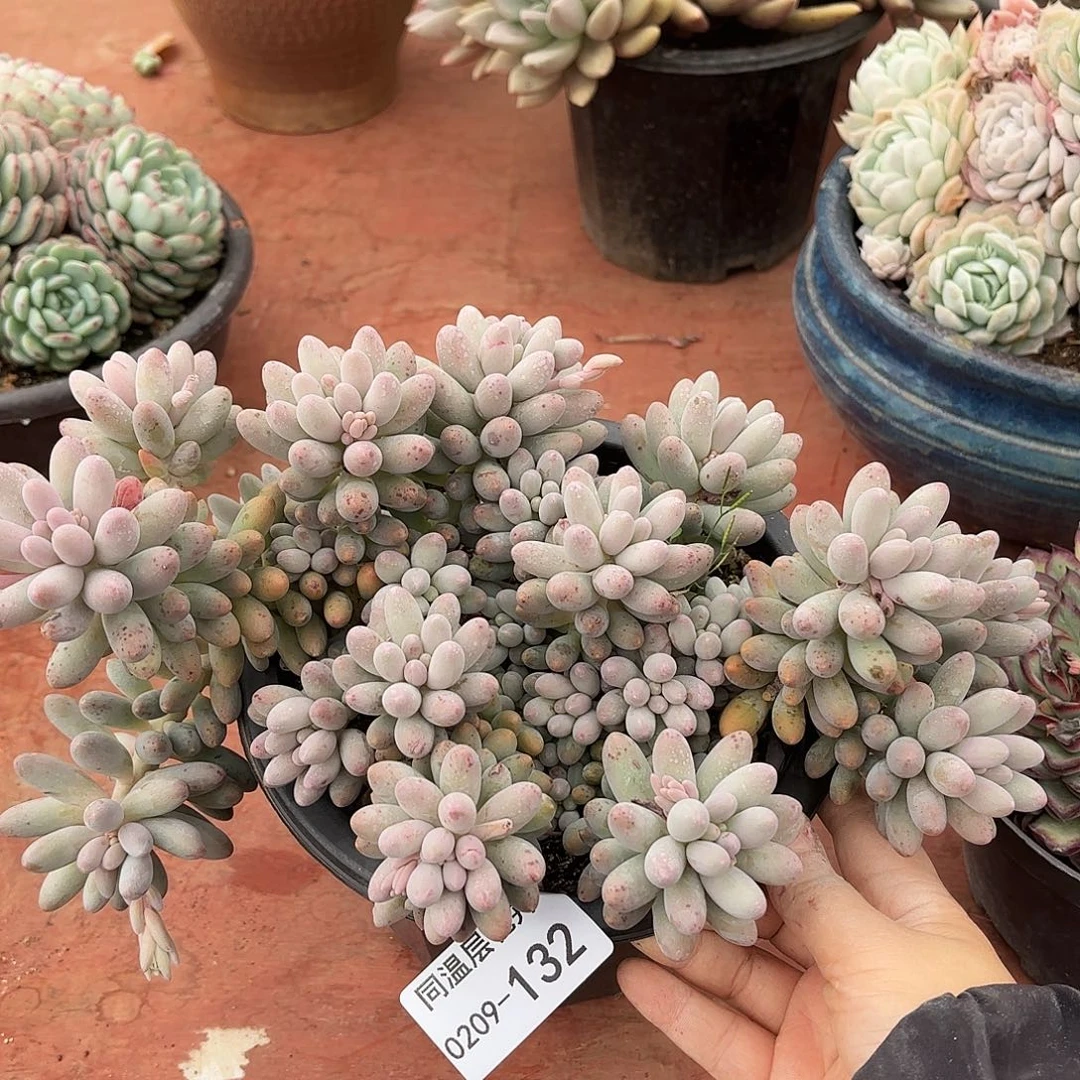 同温层多肉婴儿手指132