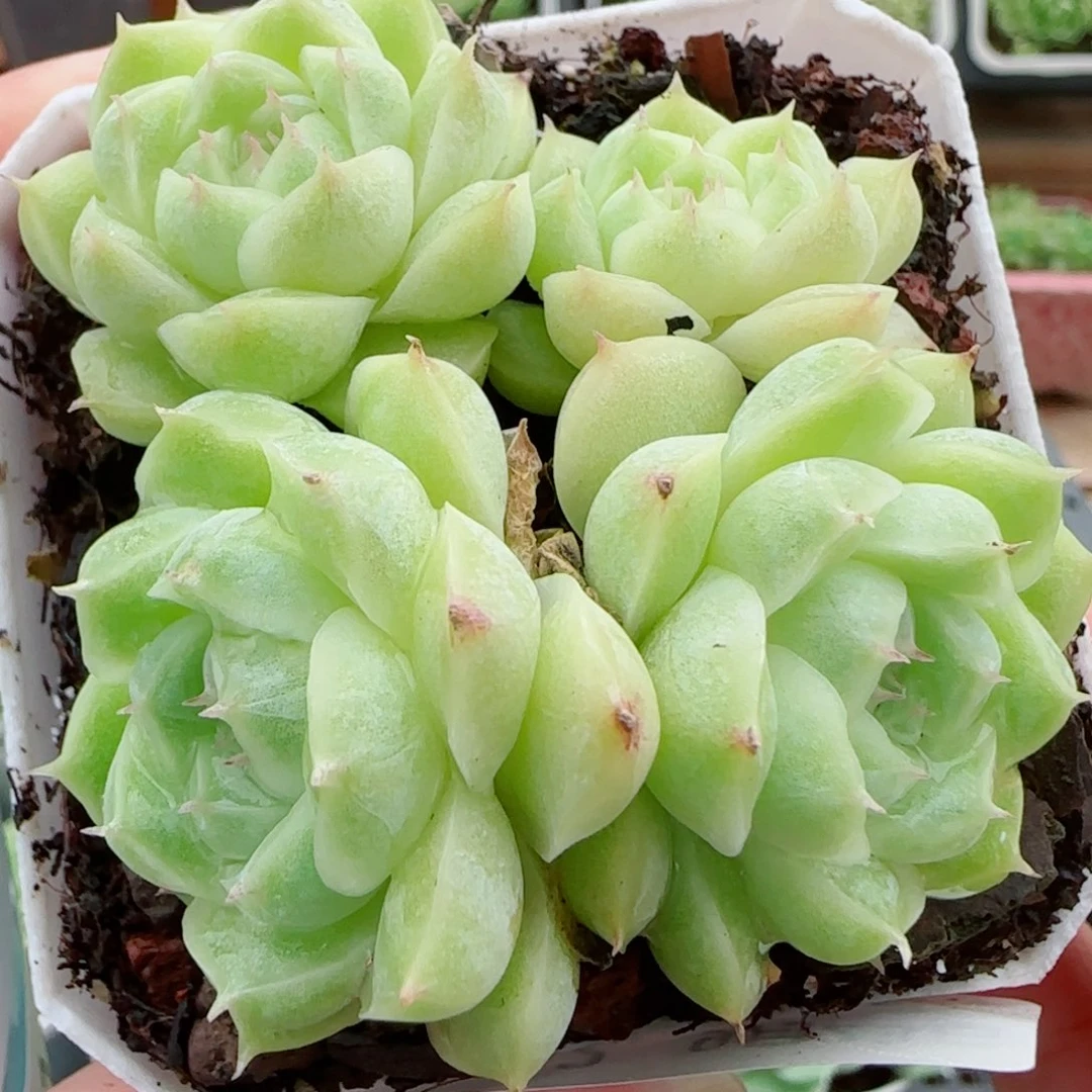 花语逸镜0923-102包子散