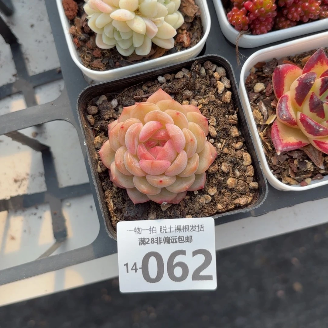 琴心多肉多肉多肉