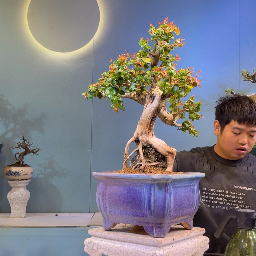 宁***装无花朵巴西红果一物一拍