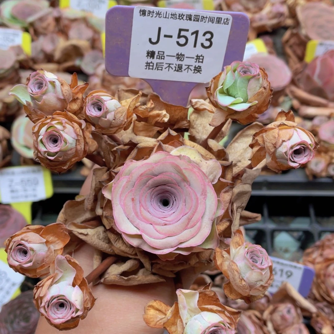 山地玫瑰J513裸根发货断枝不包损不售后