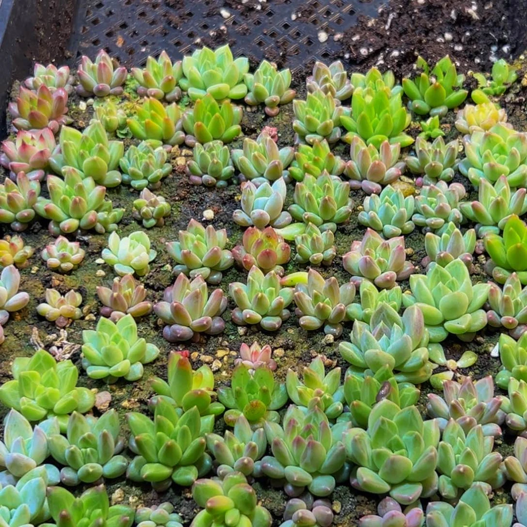 L***p810多肉葡萄的价格是多少啊哈哈