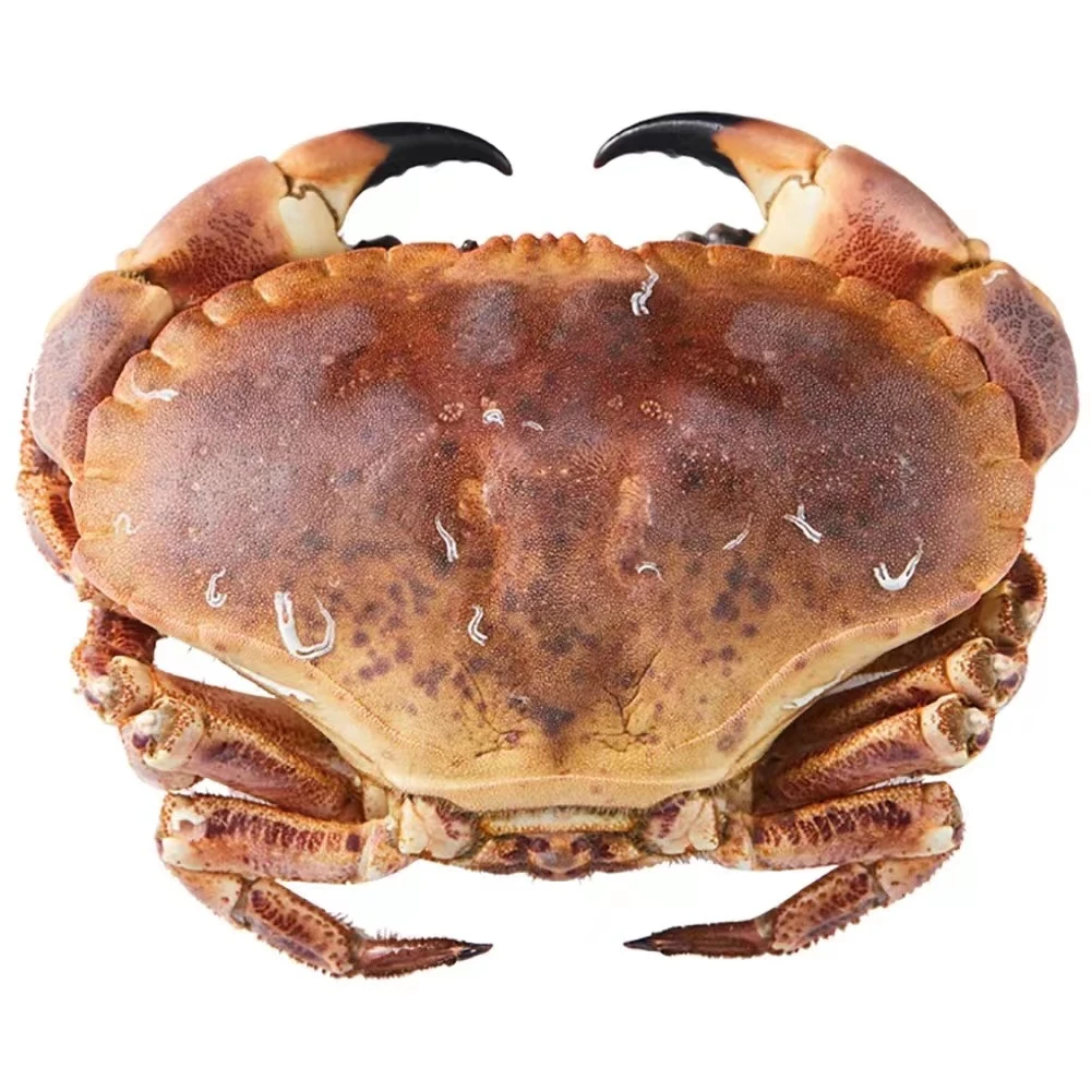 鲜活面包蟹（部分断腿公母混发）3斤充氧活发不保活海鲜