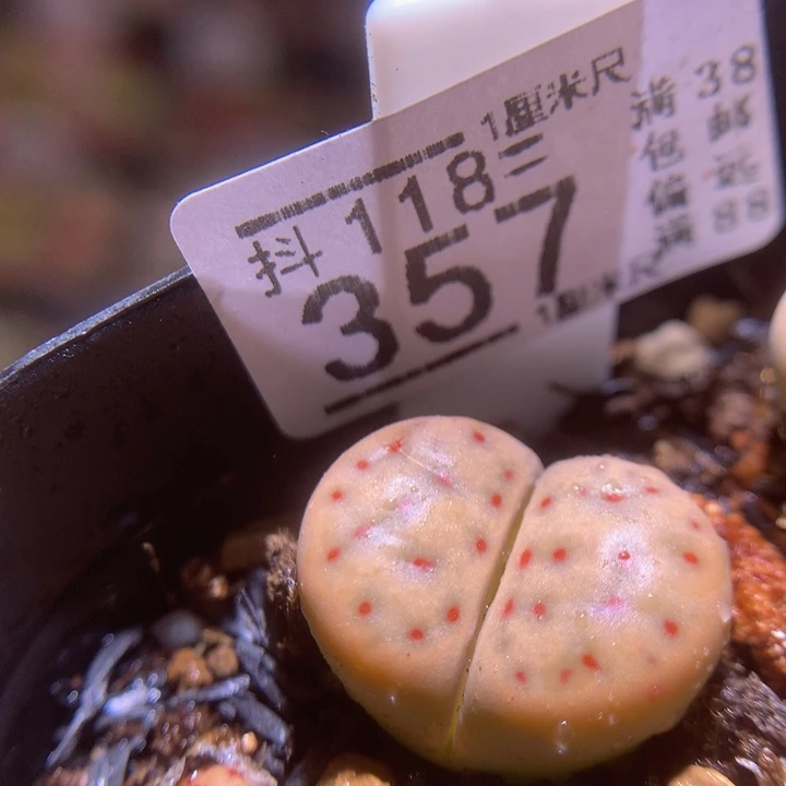 精品生石花118.357