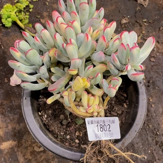 鸿****）棒叶福娘1802多肉