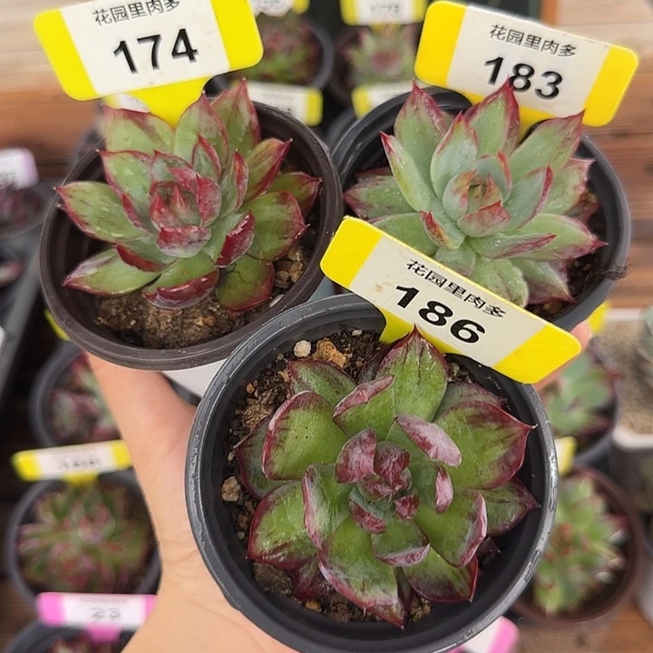 吃***子174、183、186 惊鸿仙子多肉植物