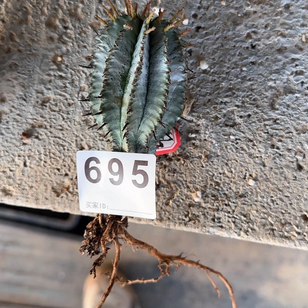 【闪购商品】假**笑块根植物布纹球