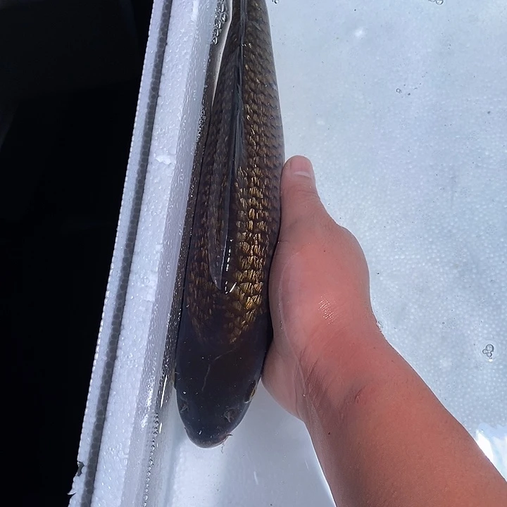 锦鲤锦鲤活鱼开箱包活