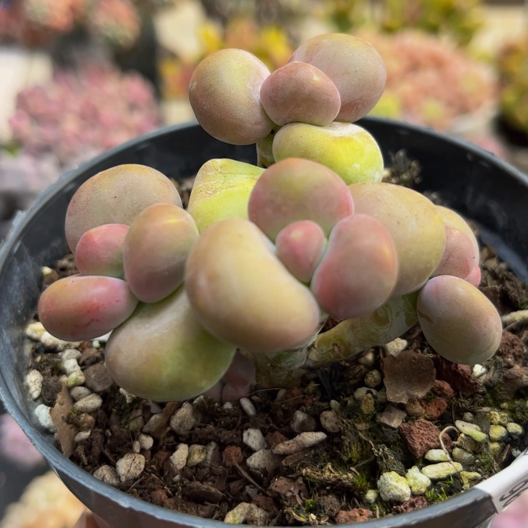 969芒果奶6cm多肉植物