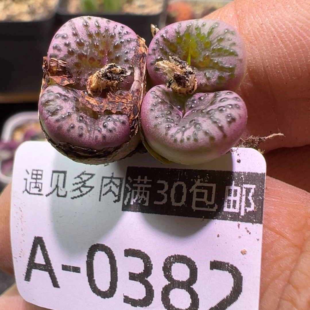 多肉植物11111111111