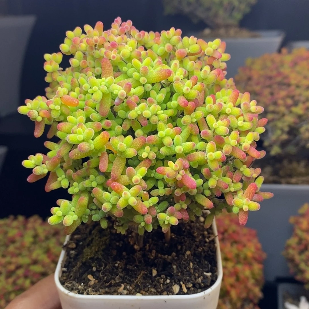 无花朵16号蜜橘糖球（8cm冠服）