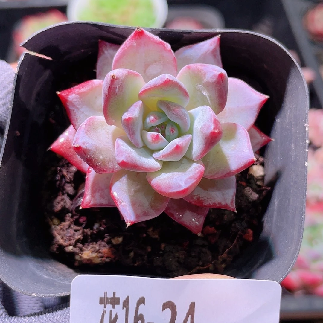 花利美16-24粉蓝鸟