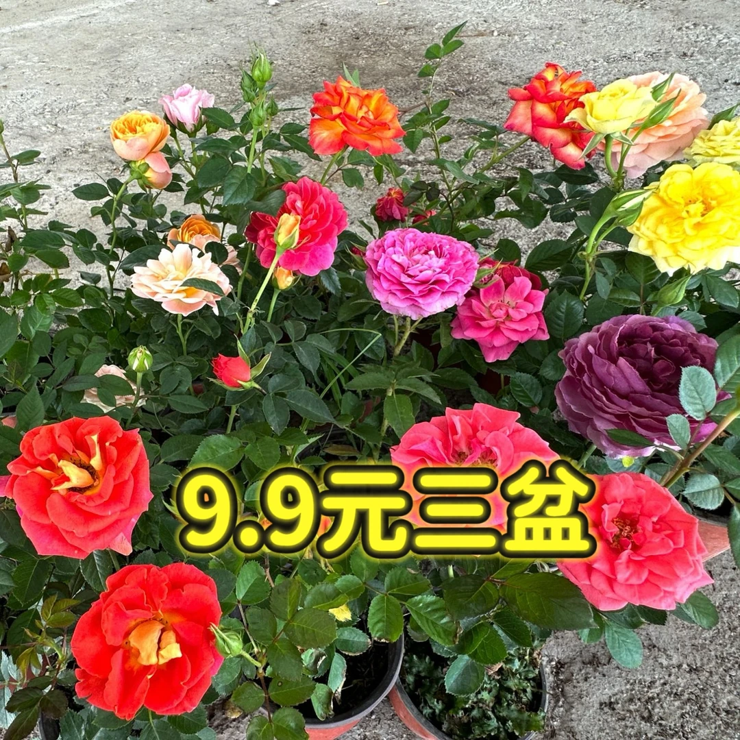 月季盆栽花苗四季开花卉带花苞阳台庭院淑女玫红多色随机色3盆