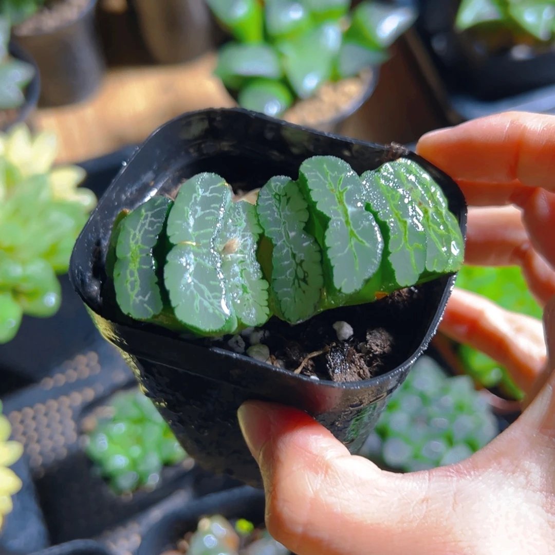 碧峰玉扇多肉多肉1