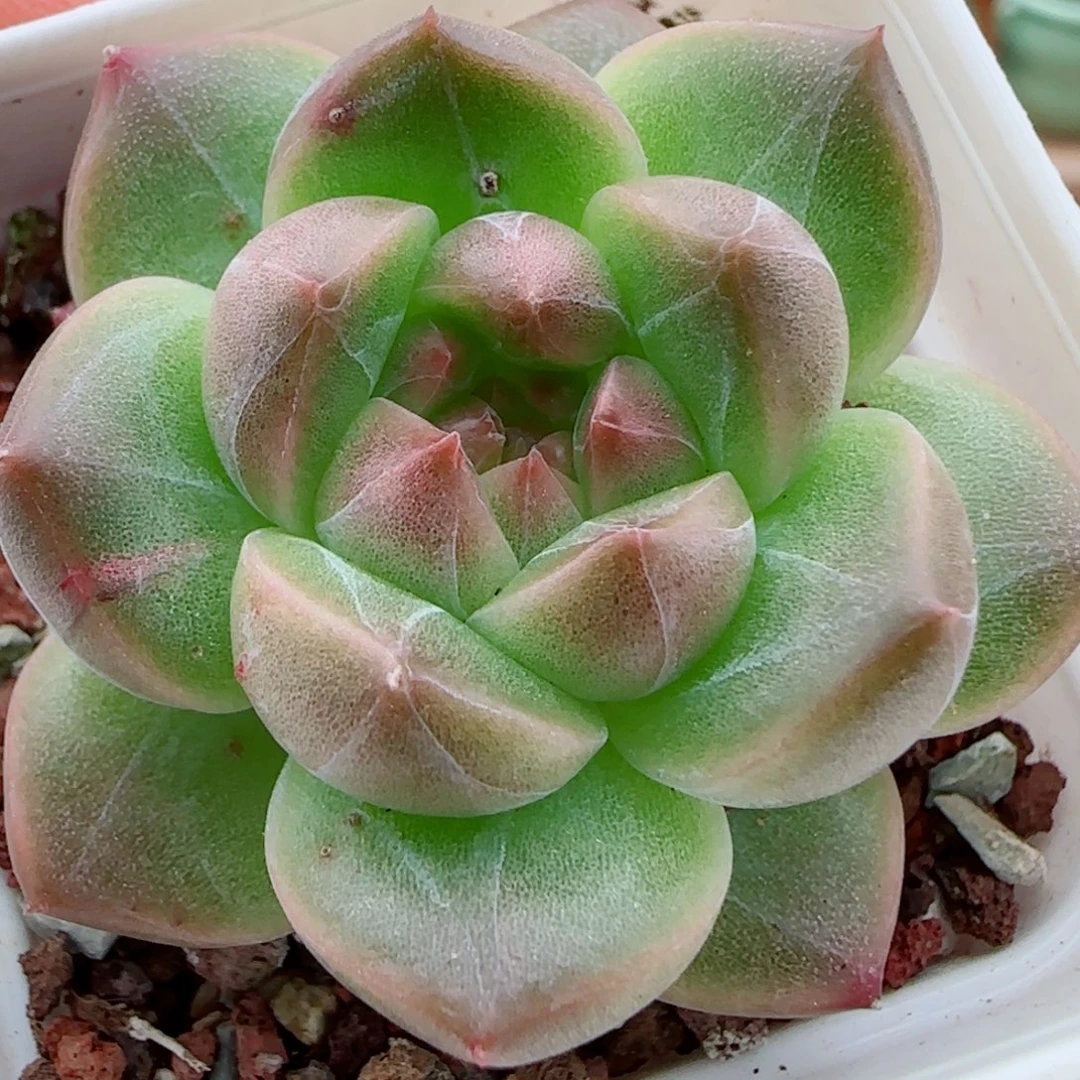 花语逸镜0907-70溏心珍妮