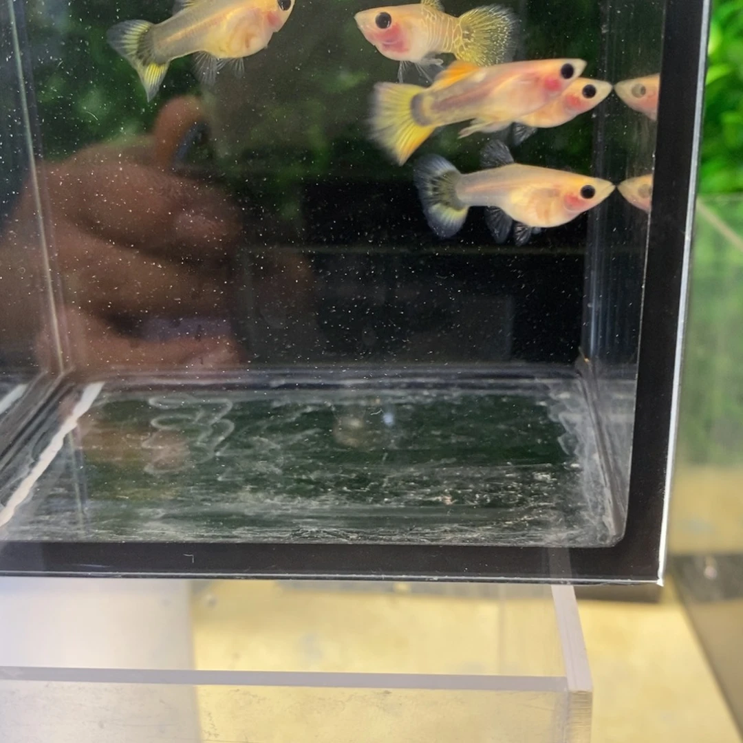 孔雀鱼小蜜蜂五条