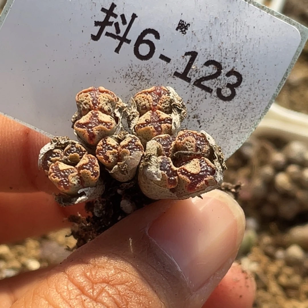 泡***茶6-123肉锥多肉植物