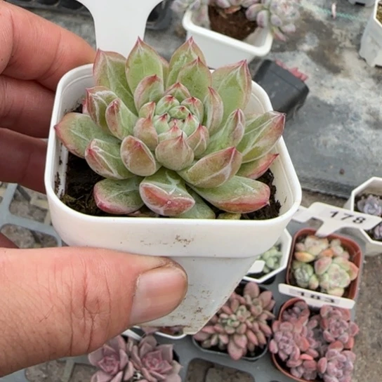 185雪花珍妮多肉植物多