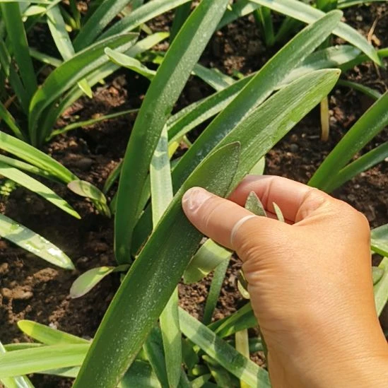 完全开放153 3胞胎