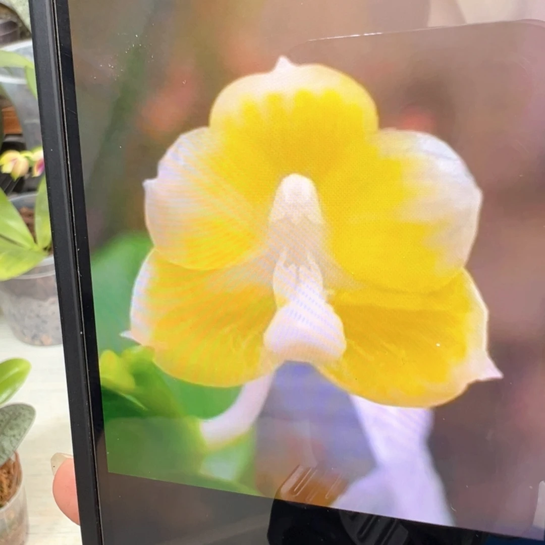 当前无花栽培后可以开花山采白爪哇