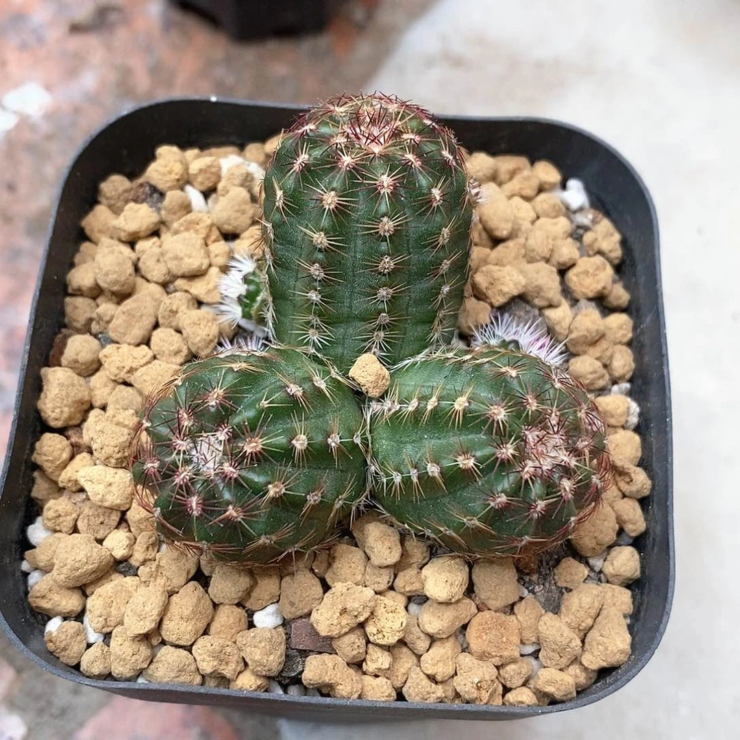 正*哥实生青花虾群仙人球