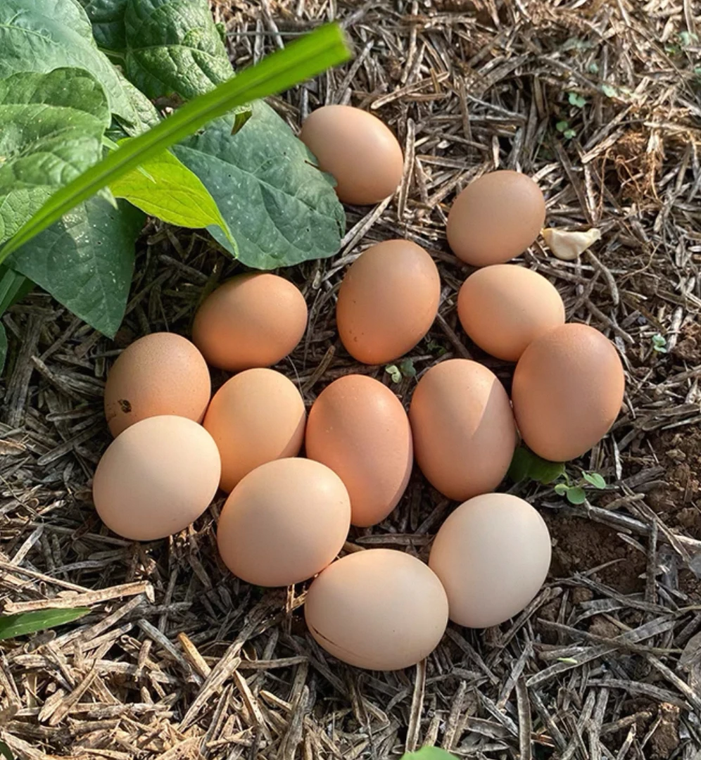 【师兄助农增收】农家 土鸡蛋