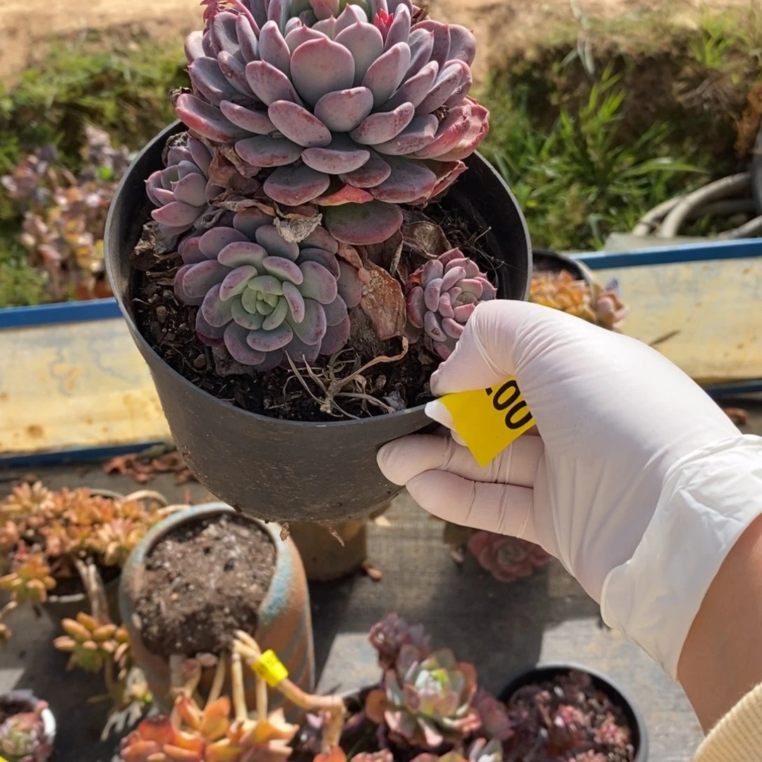 200玛瑙老桩一物一拍