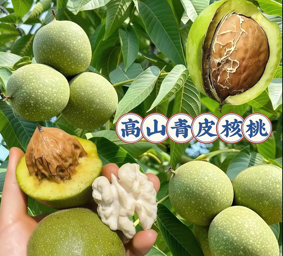 2025云南高山新鲜现摘孕妇小孩老人零食青皮核桃