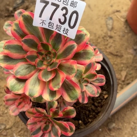 7730热恋多肉植物法师