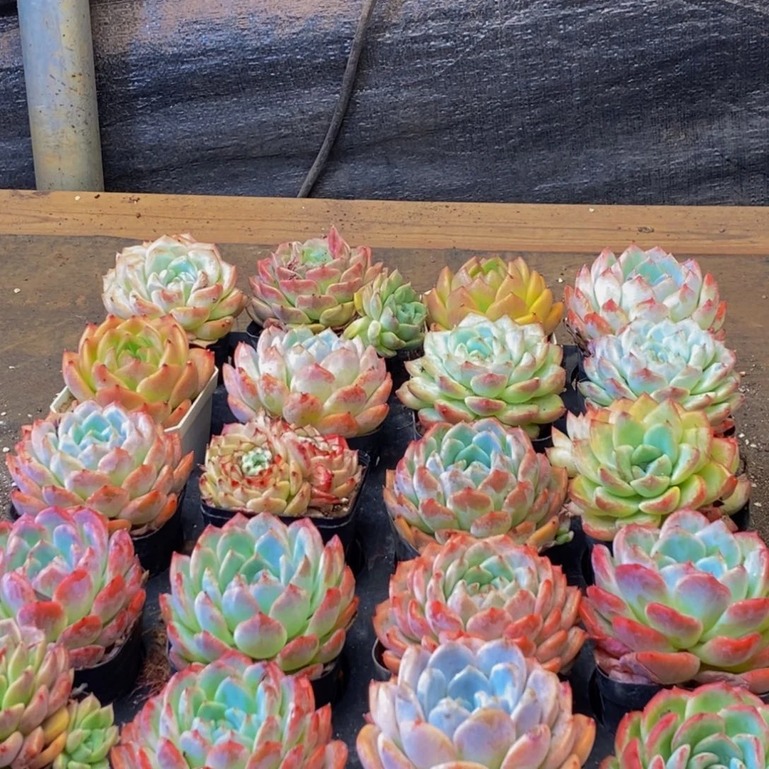 525的人在一起的时候我