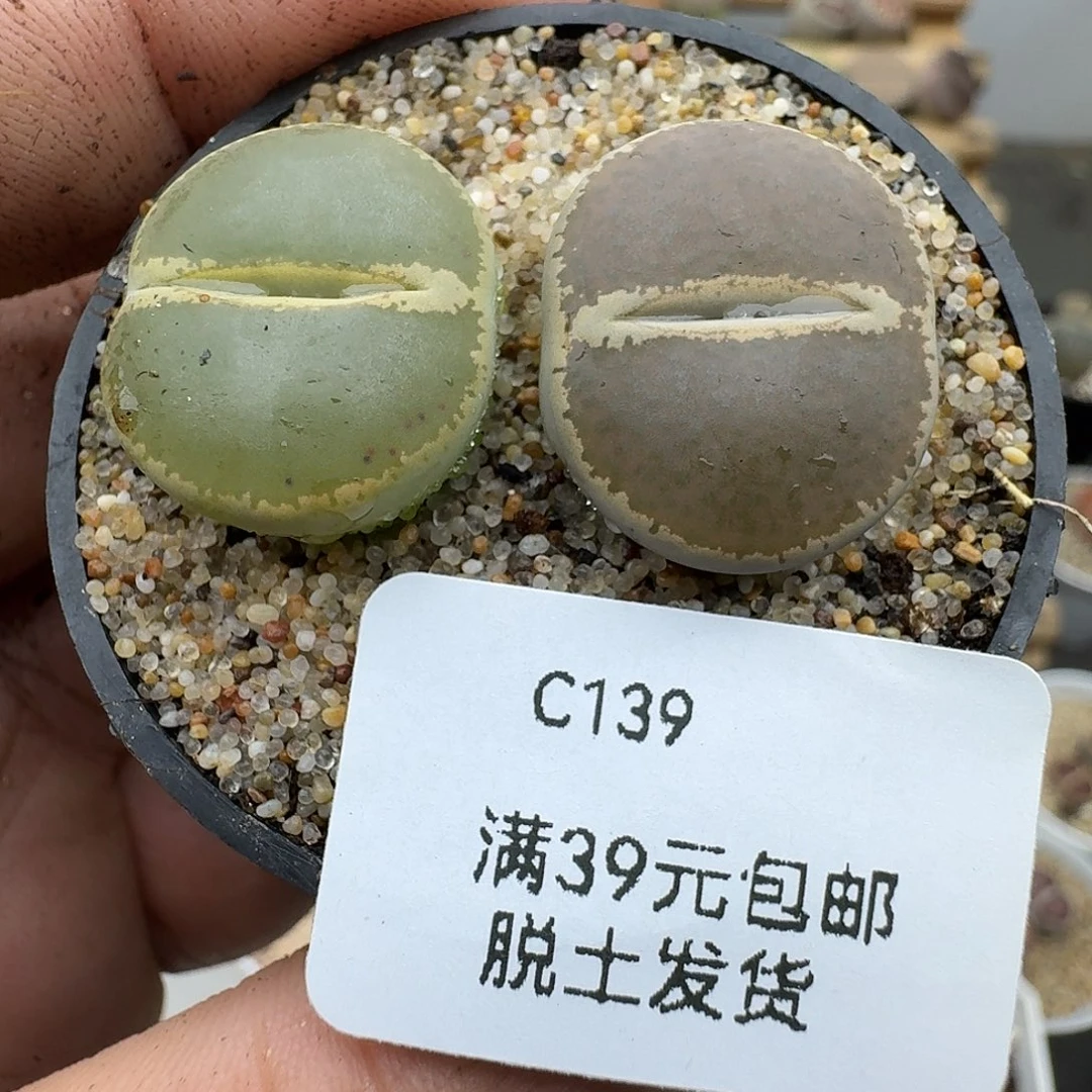 139多肉哈哈哈哈哈哈哈